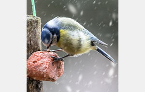 18 oiseaux à voir au jardin durant l'hiver et comment les nourrir, etc ...